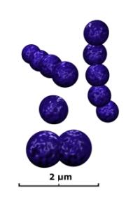 Gram-positive cocci drawing